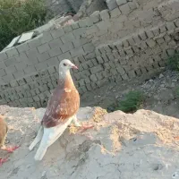 کبوتر. گروه