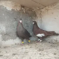 کبوتر سرک سرخ سرک تافته ای بی نظیر شهری