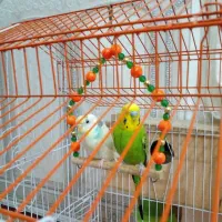 یک جفت مرغ عشق  باقفس