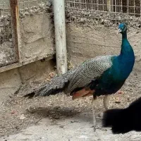 طاووس نر هندی