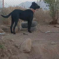 سرابی|سگ|خورموج, |دیوار