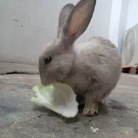 خرگوش گمشده