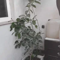 درخت لیمو 5 ساله