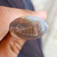 شجر|جواهرات|زیرکوه, |دیوار