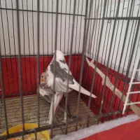 جفت عروس هلندی