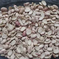 فروش لوبیا چیتی نصفه (لپه)