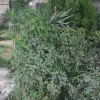 ۲۰۰ متر ویلایی مبله جمهوری اجاره ماهانه سالیانه