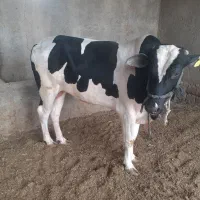 گوساله نر