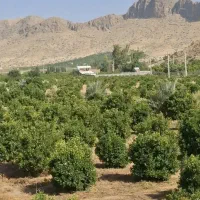 باغ-مرکبات-و-انار-درجه-1