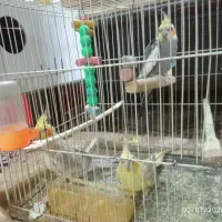 عروس هلندی ،پرنده،کبوتر،کفتر،قناری