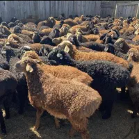 گوسفند نصفه گوشت باسکول دقیق تخفیف  برای مشتریان