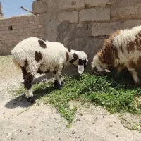 دوتا بره نر و ماده