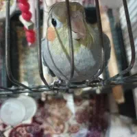عروس هلندی نر