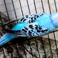 مرغ عشق نرماده تاز سر