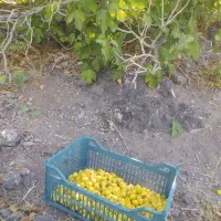 انجیر زرد بدون دانه