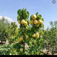 گلابی بیروتی