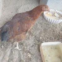 جوجه مرغ ۷ ماهه
