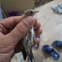 سهره جوجه ج