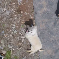 پامر اشپیتز