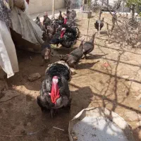 نطفه آریا