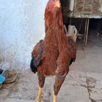 مرغ و خروس لاری
