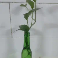 گل پتوس بسیار زیبا و برای دکوراسیون و هدیه سالم