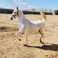 کرد ۱ ابستن از قهرمان جعفری