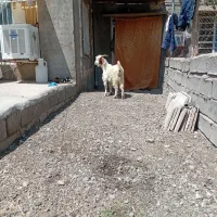 یک عدد بزغاله نره شیر مست