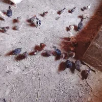 مرغ جوجه فروشی