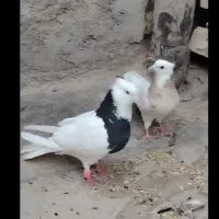 طوق