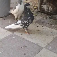 شهری بهبونی