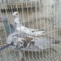 کفتر پرشی
