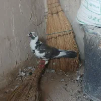 کبوتر