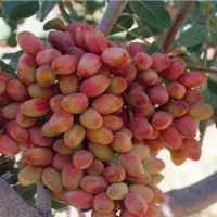 فروش-6-ساعت-آب-چاه-کشاورزی-گاریزات