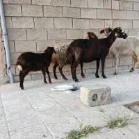 میش و بره افشاری
