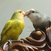 طوطی کوتوله برزیلی