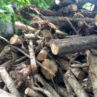 خریدار انواع چوب ها پالتی صنعتی وهیزمی