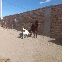 بزشیری