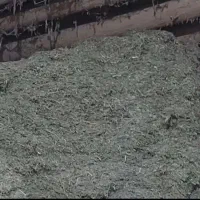 علف خشک گیاه درجه یک در حد یونجه