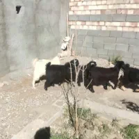 بره ماده سبک وزن