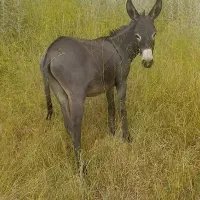 هی