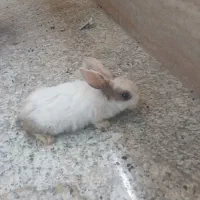 خرگوش