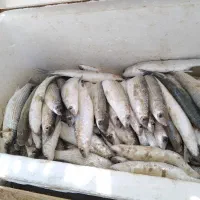 کفال کیلویی 140 تومان