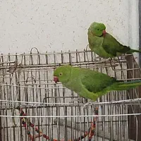 طوطی ملنگو