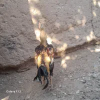خروس لاری