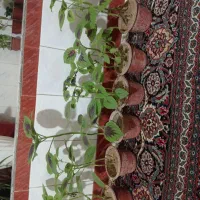 فروش گل