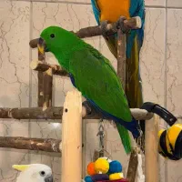 طوطی اکلکتوس نر و ماده