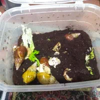 حلزون (حلزون اچاتینا .حلزون تراپی .پرورش حلزون