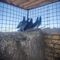 کفتر پرشی