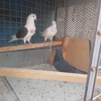 جوجه غریب